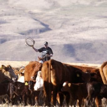 Herding